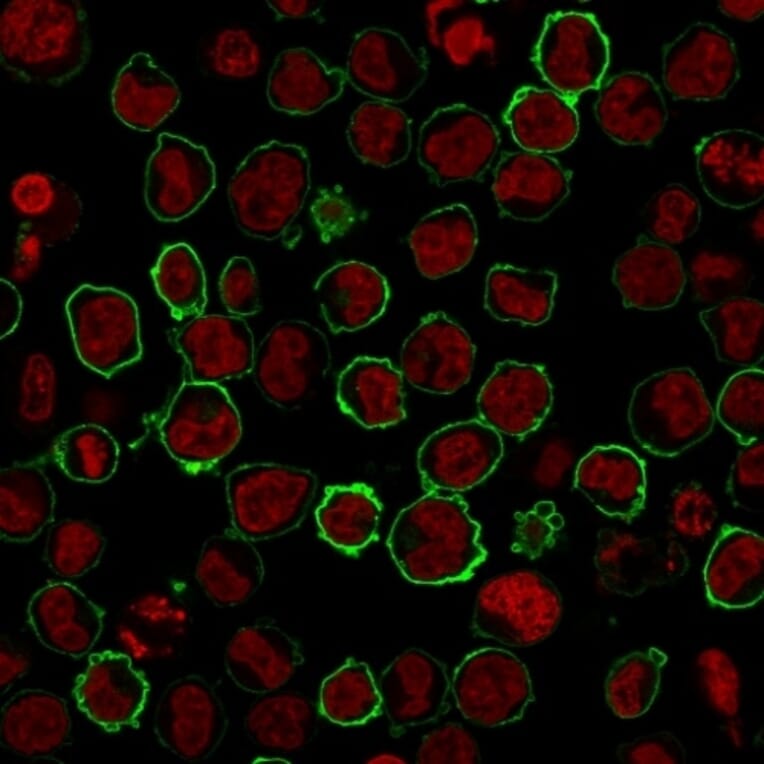 Immunofluorescence - Anti-CD43 Antibody [SPN/2049R] (A250033) - Antibodies.com