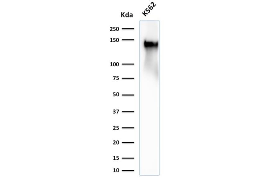 Western Blot - Anti-CD43 Antibody [SPN/2049R] (A250033) - Antibodies.com