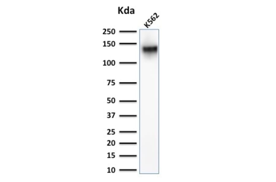 Western Blot - Anti-CD43 Antibody (A250034) - Antibodies.com