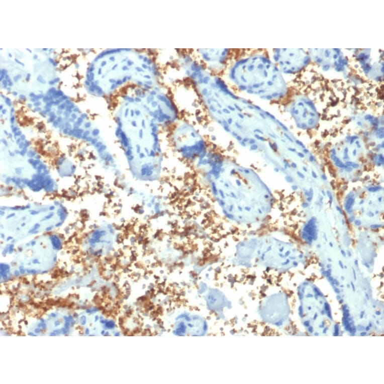 Immunohistochemistry - Anti-alpha 1 Spectrin Antibody [SPTA1/1810] (A250036) - Antibodies.com