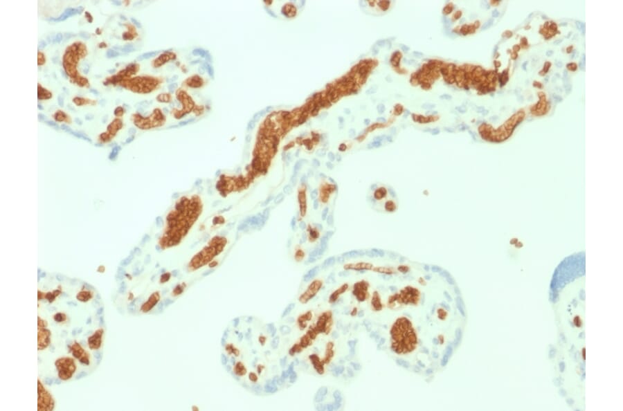 Immunohistochemistry - Anti-alpha 1 Spectrin Antibody [SPTA1/1832] (A250037) - Antibodies.com