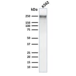 Western Blot - Anti-alpha 1 Spectrin Antibody [SPTA1/1832] (A250037) - Antibodies.com