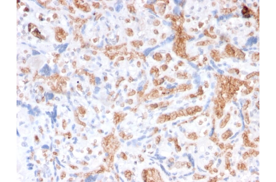 Immunohistochemistry - Anti-alpha 1 Spectrin Antibody [rSPTA1/1832] (A250038) - Antibodies.com