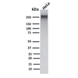 Western Blot - Anti-alpha 1 Spectrin Antibody [rSPTA1/1832] (A250038) - Antibodies.com
