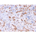 Immunohistochemistry - Anti-alpha 1 Spectrin Antibody [rSPTA1/1832] (A250037) - Antibodies.com