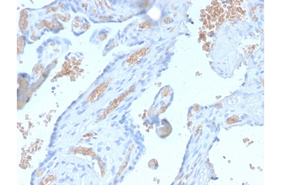 Immunohistochemistry - Anti-alpha 1 Spectrin Antibody [SPTA1/2939R] (A250039) - Antibodies.com