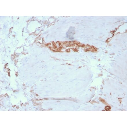 Immunohistochemistry - Anti-alpha Fodrin Antibody [SPTAN1/3351] (A250040) - Antibodies.com