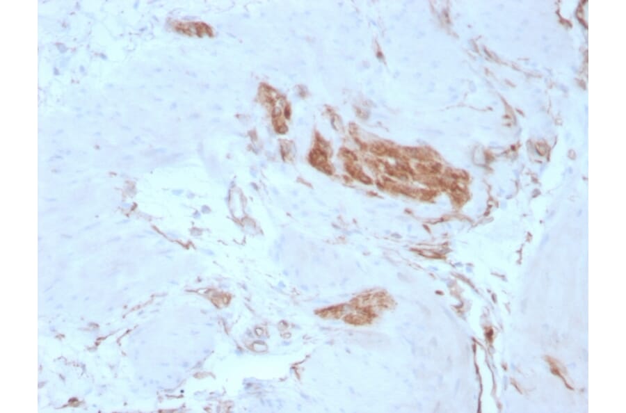 Immunohistochemistry - Anti-alpha Fodrin Antibody [SPTAN1/3351] (A250040) - Antibodies.com