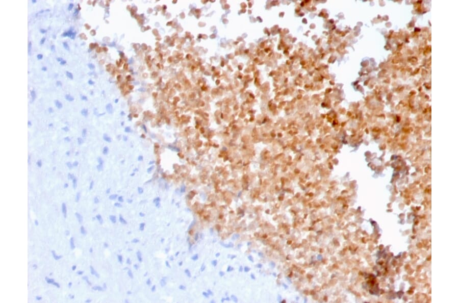 Immunohistochemistry - Anti-alpha Fodrin Antibody [SPTAN1/3352] (A250041) - Antibodies.com