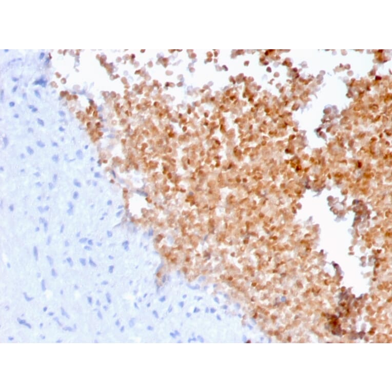 Immunohistochemistry - Anti-alpha Fodrin Antibody [SPTAN1/3352] (A250041) - Antibodies.com
