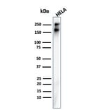 Western Blot - Anti-beta III Spectrin Antibody [rSPTBN2/1778] (A250043) - Antibodies.com