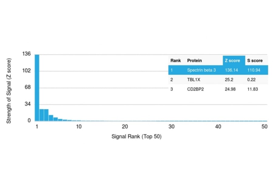 Protein Array - Anti-beta III Spectrin Antibody [SPTBN2/1582] (A250043) - Antibodies.com