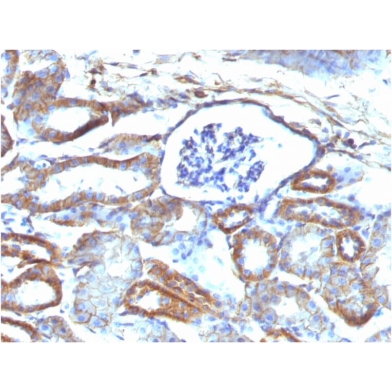 Immunohistochemistry - Anti-beta III Spectrin Antibody [SPTBN2/1584] (A250046) - Antibodies.com