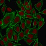 Immunofluorescence - Anti-beta III Spectrin Antibody [SPTBN2/1584] (A250046) - Antibodies.com