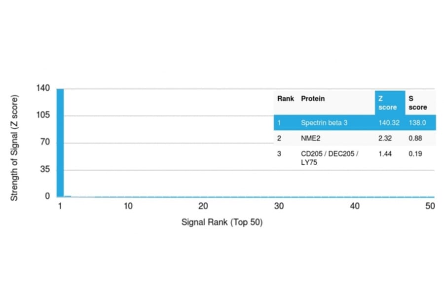 Protein Array - Anti-beta III Spectrin Antibody [SPTBN2/1584] (A250045) - Antibodies.com