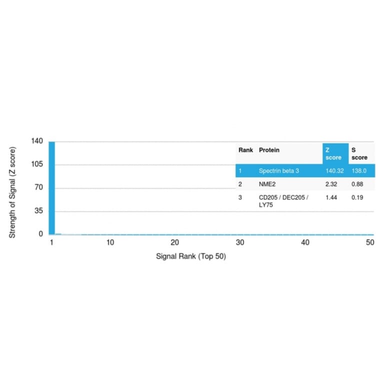 Protein Array - Anti-beta III Spectrin Antibody [SPTBN2/1584] (A250045) - Antibodies.com