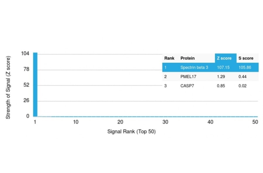 Protein Array - Anti-beta III Spectrin Antibody [SPTBN2/1778] (A250046) - Antibodies.com