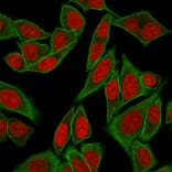 Immunofluorescence - Anti-beta III Spectrin Antibody [SPTBN2/2887R] (A250048) - Antibodies.com