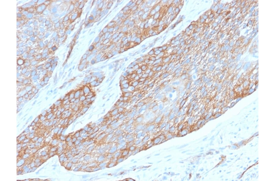Immunohistochemistry - Anti-beta III Spectrin Antibody [SPTBN2/2979R] (A253227) - Antibodies.com