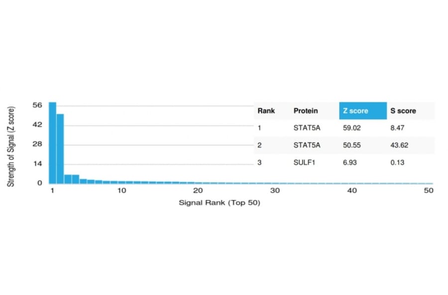 Protein Array - Anti-STAT5A Antibody [PCRP-STAT5A-1A11] (A250062) - Antibodies.com