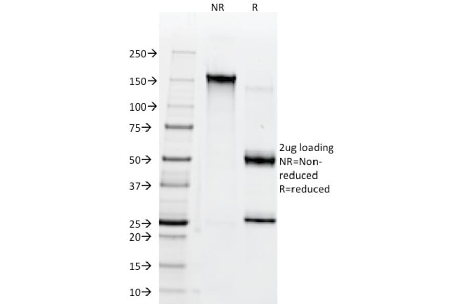 SDS-PAGE - Anti-CD147 Antibody [BSG/963] (A250070) - Antibodies.com