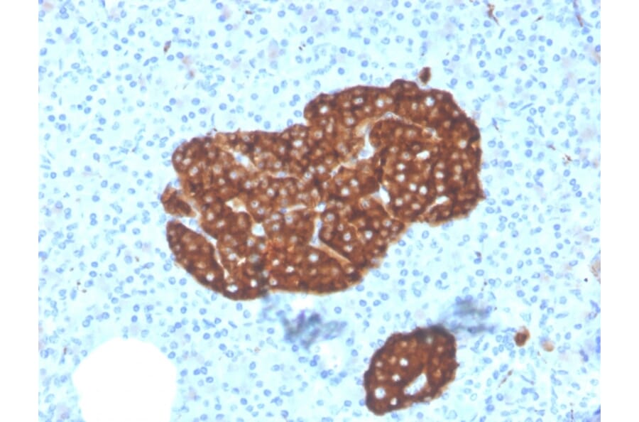 Immunohistochemistry - Anti-Synaptophysin Antibody [SYP/3551] (A250071) - Antibodies.com