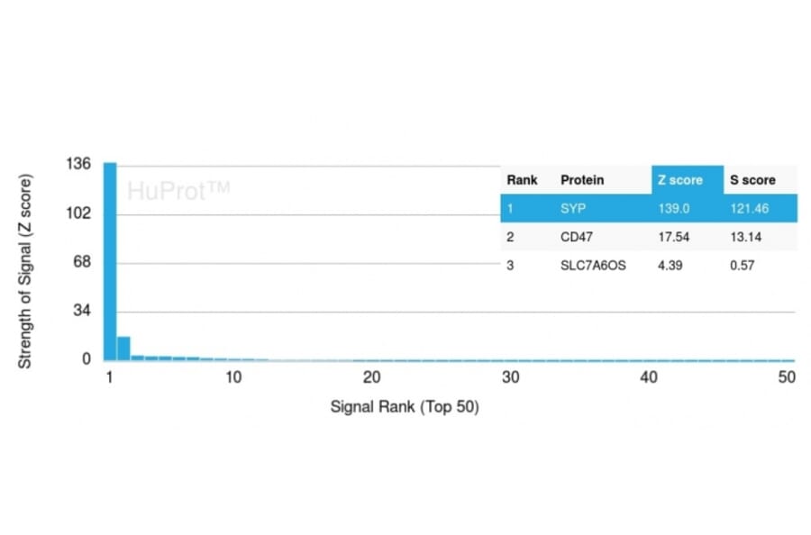 Protein Array - Anti-Synaptophysin Antibody [SYP/3551] (A250070) - Antibodies.com