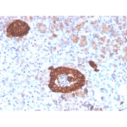 Immunohistochemistry - Anti-Synaptophysin Antibody [rSYP/4654] (A250071) - Antibodies.com