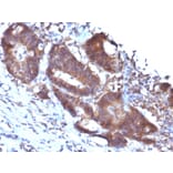 Immunohistochemistry - Anti-Transgelin Antibody [TAGLN/247] (A250074) - Antibodies.com