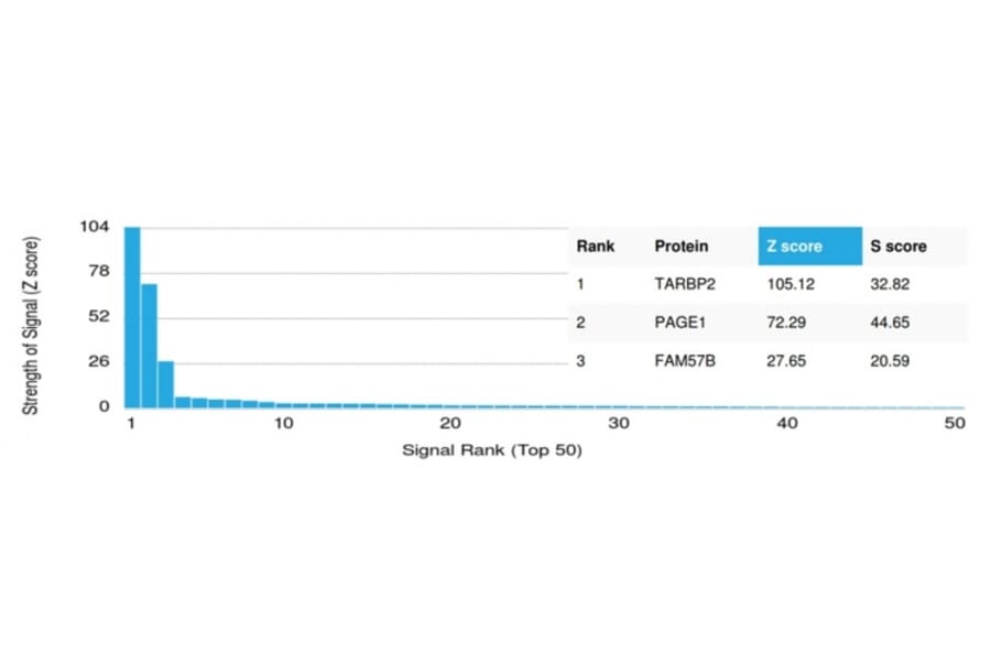 Protein Array - Anti-TRBP Antibody [PCRP-TARBP2-1E5] (A250077) - Antibodies.com