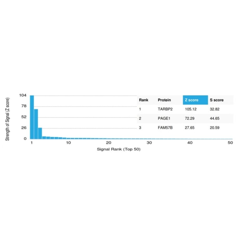 Protein Array - Anti-TRBP Antibody [PCRP-TARBP2-1E5] (A250077) - Antibodies.com