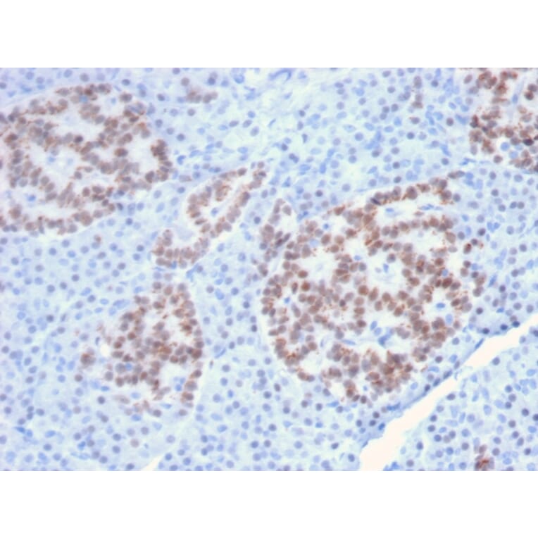 Immunohistochemistry - Anti-HNF1 alpha Antibody [HNF1A/2087] (A250081) - Antibodies.com