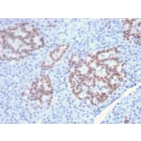 Immunohistochemistry - Anti-HNF1 alpha Antibody [HNF1A/2087] (A250081) - Antibodies.com