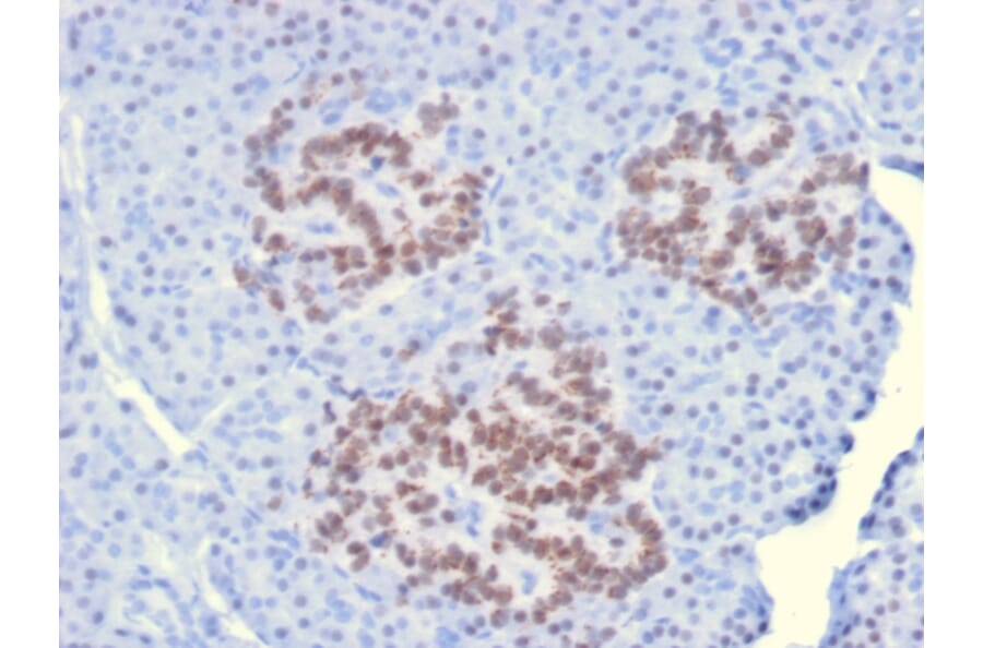 Immunohistochemistry - Anti-HNF1 alpha Antibody [HNF1A/2087] (A250081) - Antibodies.com