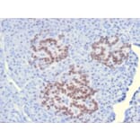 Immunohistochemistry - Anti-HNF1 alpha Antibody [HNF1A/2087] (A250081) - Antibodies.com