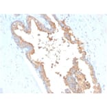 Immunohistochemistry - Anti-Transferrin Antibody [TF/3001] (A250083) - Antibodies.com