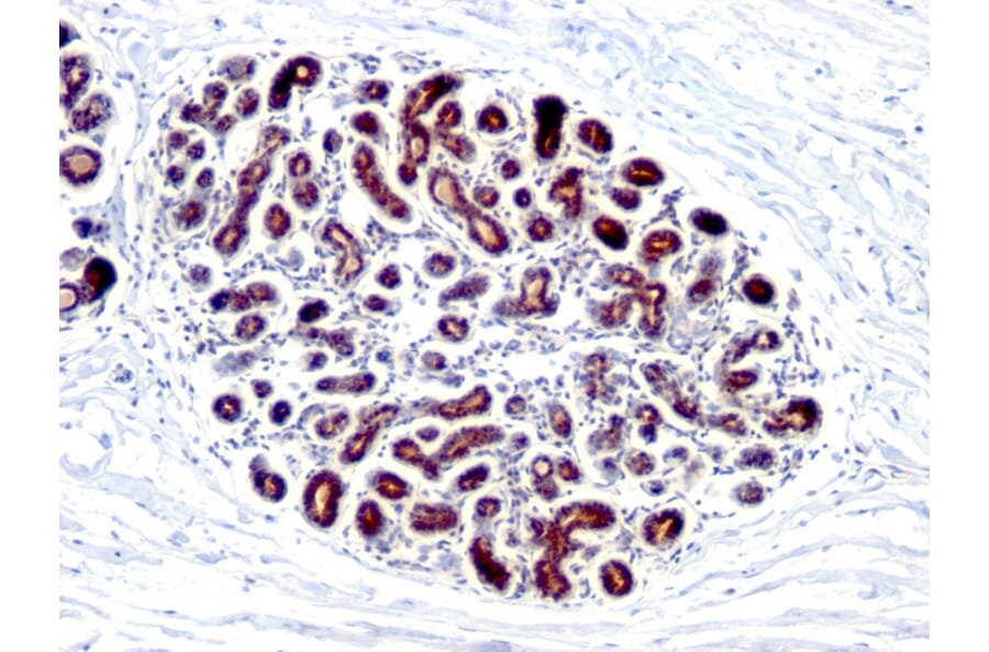 Immunohistochemistry - Anti-Estrogen Inducible Protein pS4 Antibody [GE2] (A250083) - Antibodies.com