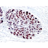 Immunohistochemistry - Anti-Estrogen Inducible Protein pS4 Antibody [GE2] (A250083) - Antibodies.com