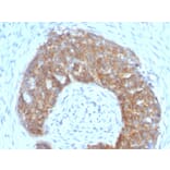 Immunohistochemistry - Anti-Estrogen Inducible Protein pS5 Antibody [SPM313] (A250085) - Antibodies.com