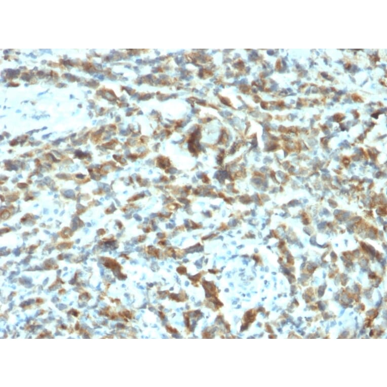 Immunohistochemistry - Anti-Estrogen Inducible Protein pS2 Antibody [TFF1/2133] (A250088) - Antibodies.com
