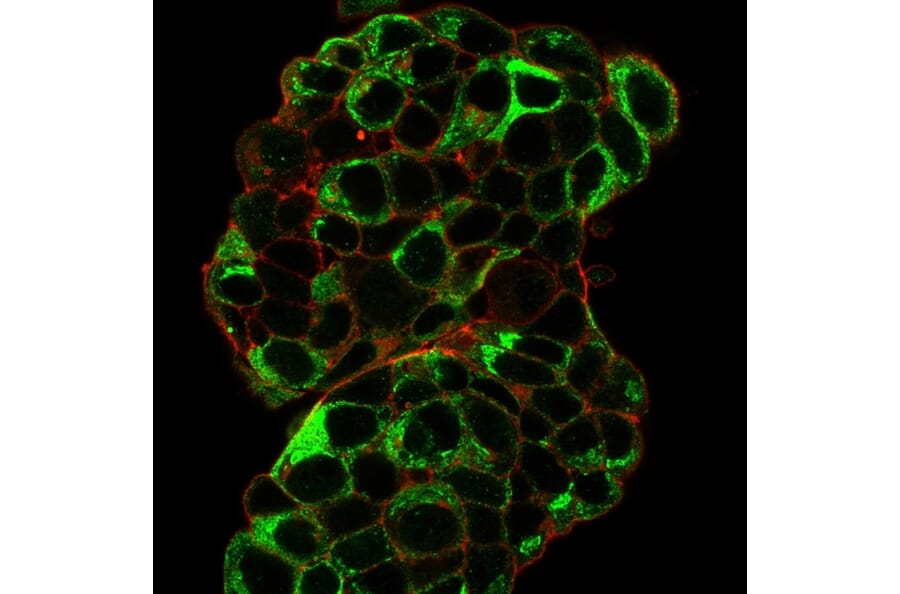 Immunofluorescence - Anti-Estrogen Inducible Protein pS2 Antibody [TFF1/2133] (A250088) - Antibodies.com