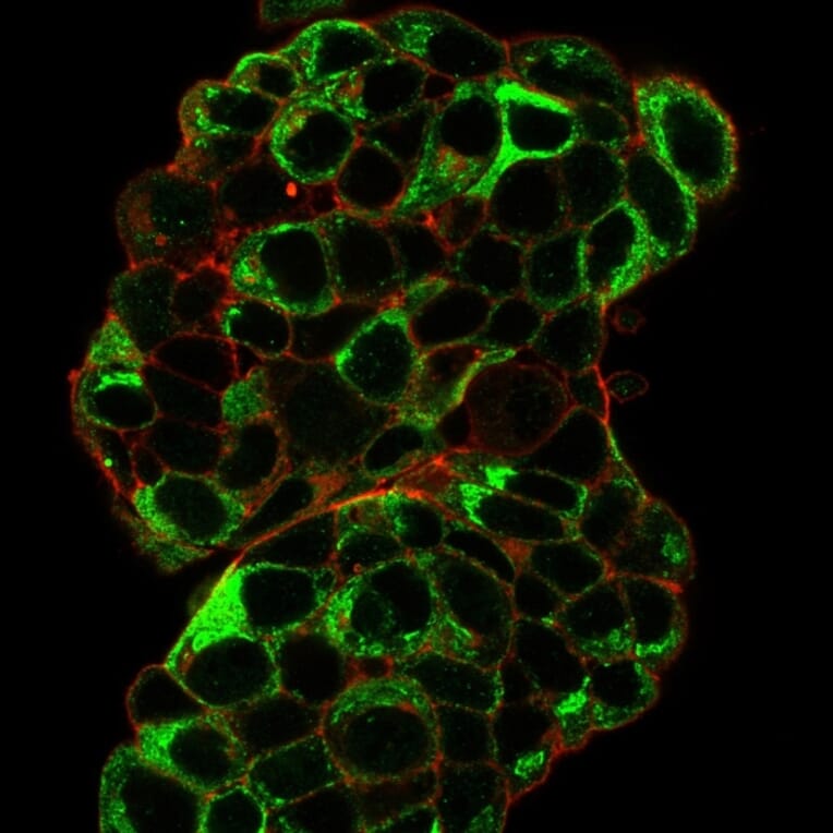 Immunofluorescence - Anti-Estrogen Inducible Protein pS2 Antibody [TFF1/2133] (A250088) - Antibodies.com