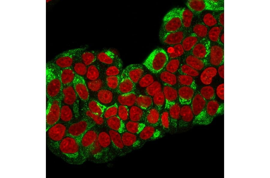 Immunofluorescence - Anti-Estrogen Inducible Protein pS2 Antibody [TFF1/2133] (A250088) - Antibodies.com