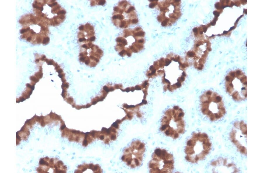 Immunohistochemistry - Anti-Estrogen Inducible Protein pS8 Antibody [rTFF1/1091] (A253267) - Antibodies.com