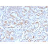 Immunohistochemistry - Anti-Estrogen Inducible Protein pS6 Antibody [TFF1/2969R] (A250089) - Antibodies.com