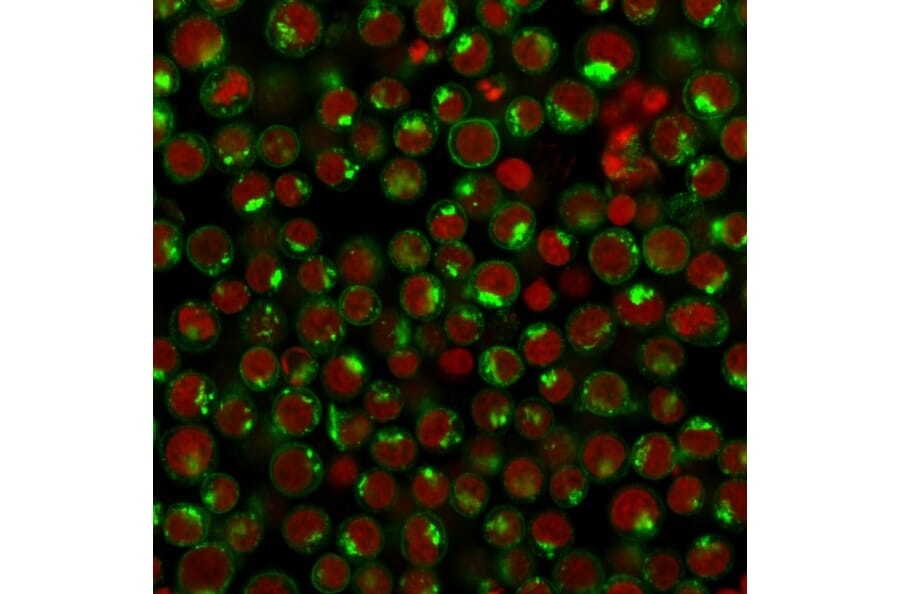Immunofluorescence - Anti-Transferrin Receptor Antibody [DF1513] (A250092) - Antibodies.com