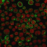 Immunofluorescence - Anti-Transferrin Receptor Antibody [TFRC/1059] (A250094) - Antibodies.com