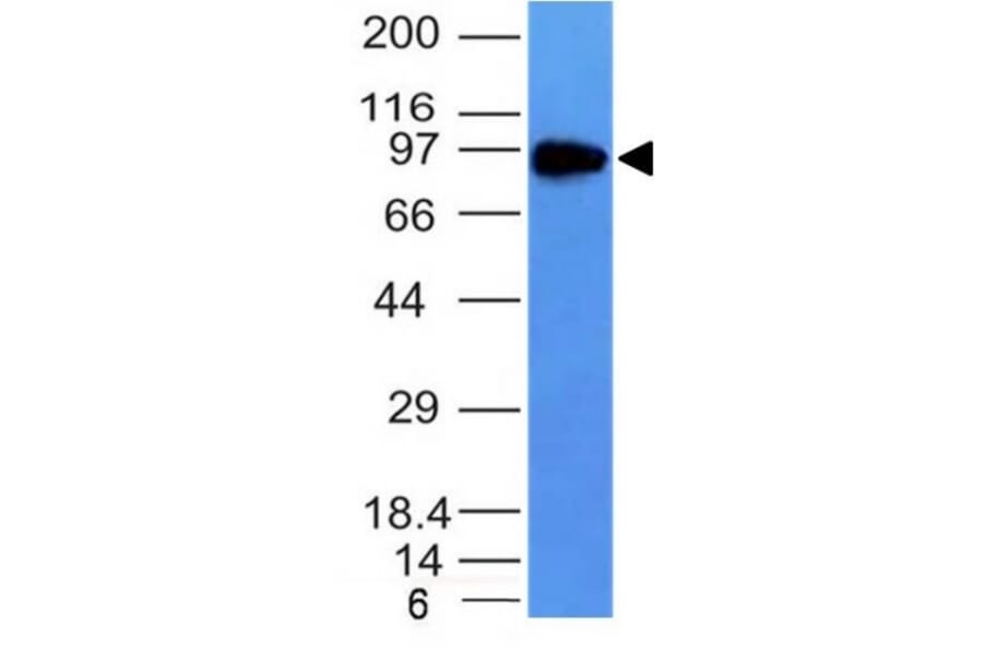 Western Blot - Anti-Transferrin Receptor Antibody [TFRC/1149] (A252726) - Antibodies.com