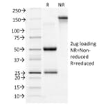 SDS-PAGE - Anti-Transferrin Receptor Antibody [TFRC/1396] (A250096) - Antibodies.com