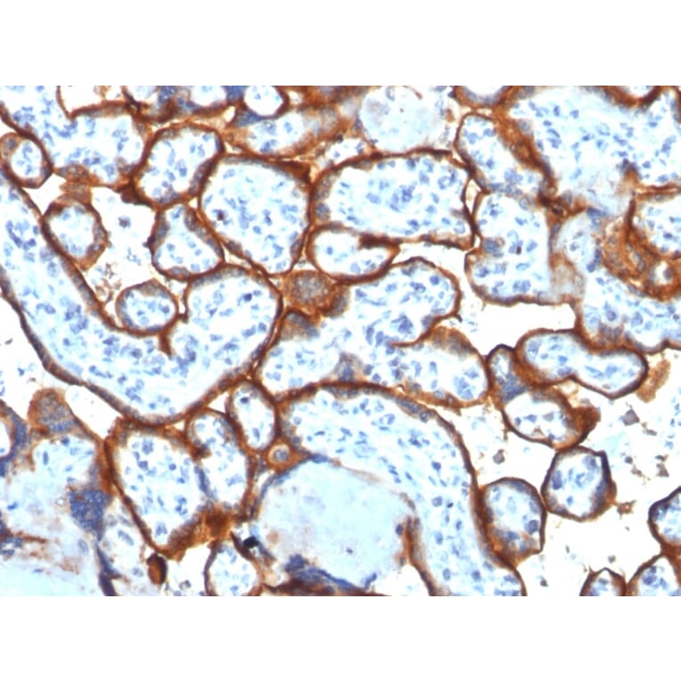 Immunohistochemistry - Anti-Transferrin Receptor Antibody [TFRC/1817] (A250097) - Antibodies.com